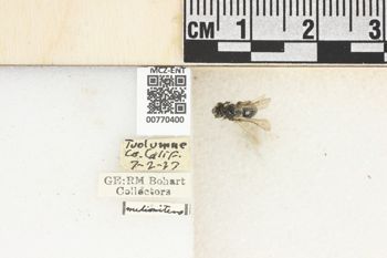 Media type: image;   Entomology 770400 Aspect: Labels